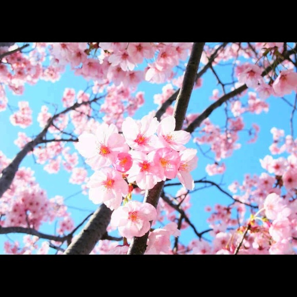 sakuraacandi